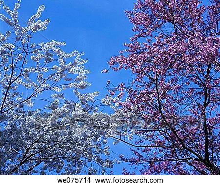 Picture - SPRING BLOSSOMS. Fotosearch