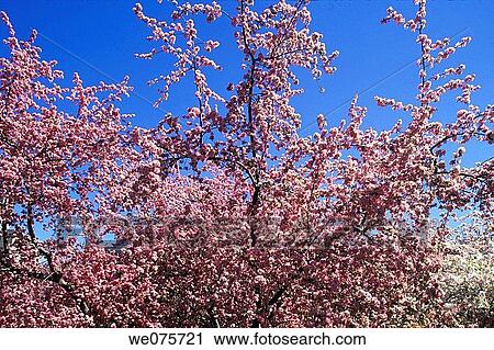 Stock Image - SPRING BLOSSOMS. Fotosearch