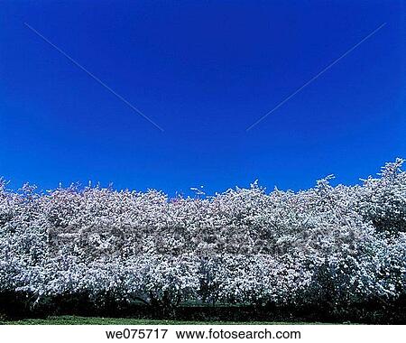 Stock Photo - SPRING BLOSSOMS. Fotosearch