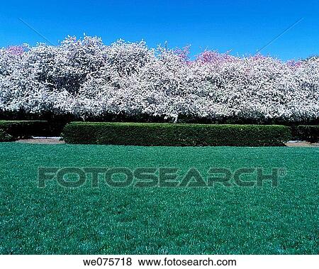 SPRING BLOSSOMS View Large Photo Image Stock Photo - SPRING BLOSSOMS. Fotosearch