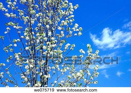 Stock Photo - SPRING BLOSSOMS. Fotosearch