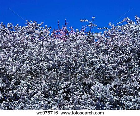 SPRING BLOSSOMS View Large Photo Image Stock Photograph - SPRING BLOSSOMS. Fotosearch