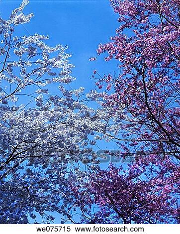 SPRING BLOSSOMS View Large Photo Image Stock Photography - SPRING BLOSSOMS. Fotosearch