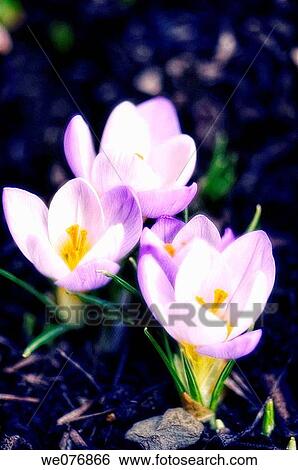 Spring crocus flower trio. Crocus vernus. August 2007, Maryland, USA View Large Photo Image Stock Photograph - Spring crocus flower trio. Crocus vernus. August 2007, Maryland, USA. Fotosearch
