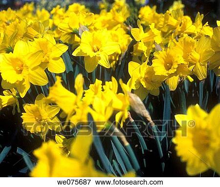 Stock Photo - SPRING DAFFODILS. Fotosearch