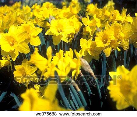 Stock Photo - SPRING DAFFODILS. Fotosearch