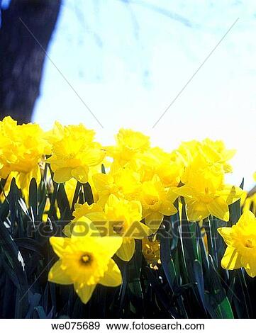 Stock Photo - SPRING DAFFODILS. Fotosearch