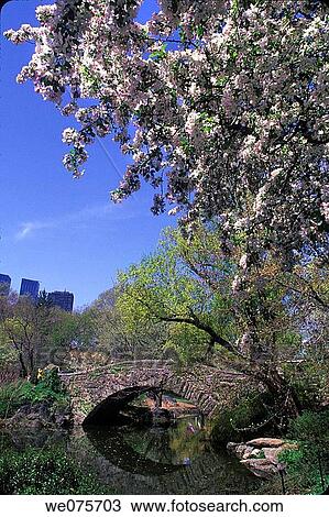 SPRING POND CENTRAL PARK MANHATTAN NEW YORK. USA View Large Photo Image Stock Image - SPRING POND CENTRAL PARK MANHATTAN NEW YORK. USA. Fotosearch