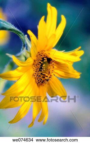 Sunflower Bloom. Helianthus annuus. August 2007, Maryland, USA View Large Photo Image Picture - Sunflower Bloom. Helianthus annuus. August 2007, Maryland, USA. Fotosearch