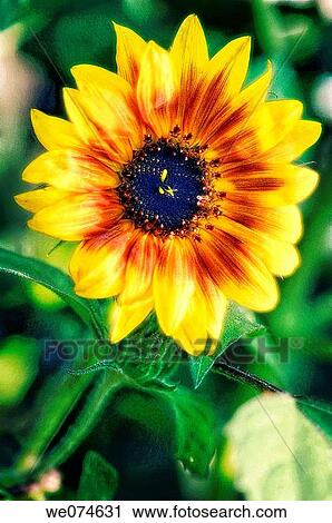 Sunflower Bloom. Helianthus annuus. August 2007, Maryland, USA View Large Photo Image Stock Image - Sunflower Bloom. Helianthus annuus. August 2007, Maryland, USA. Fotosearch