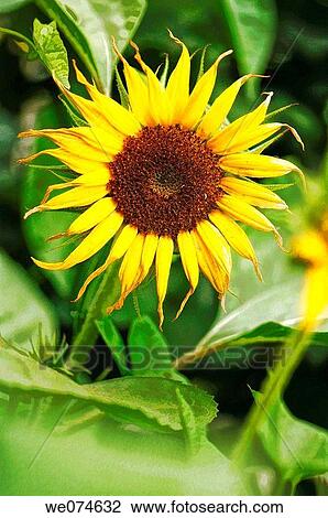 Sunflower Bloom. Helianthus annuus. August 2007, Maryland, USA View Large Photo Image Stock Image - Sunflower Bloom. Helianthus annuus. August 2007, Maryland, USA. Fotosearch