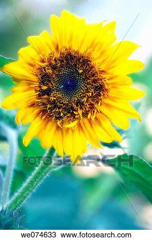 Sunflower Bloom. Helianthus annuus. August 2007, Maryland, USA View Large Photo Image Stock Image - Sunflower Bloom. Helianthus annuus. August 2007, Maryland, USA. Fotosearch