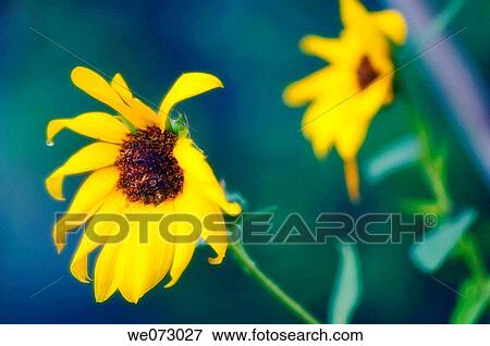 Sunflower Bloom. Helianthus annuus August 2007, Maryland, USA View Large Photo Image Stock Photo - Sunflower Bloom. Helianthus annuus August 2007, Maryland, USA. Fotosearch