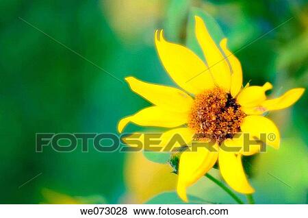 Sunflower Bloom. Helianthus annuus August 2007, Maryland, USA View Large Photo Image Stock Photo - Sunflower Bloom. Helianthus annuus August 2007, Maryland, USA. Fotosearch