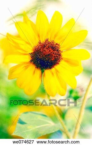 Sunflower Bloom. Helianthus annuus. August 2007, Maryland, USA View Large Photo Image Stock Photo - Sunflower Bloom. Helianthus annuus. August 2007, Maryland, USA. Fotosearch