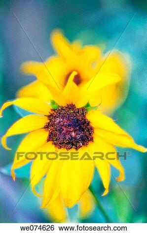 Sunflower Bloom. Helianthus annuus. August 2007, Maryland, USA View Large Photo Image Stock Photograph - Sunflower Bloom. Helianthus annuus. August 2007, Maryland, USA. Fotosearch
