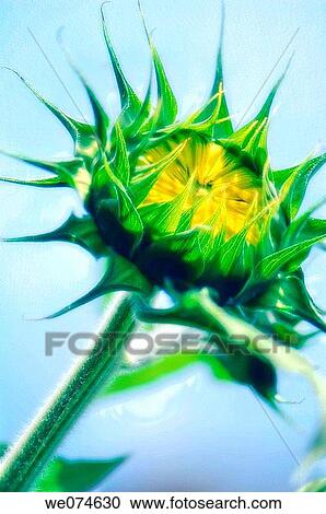 Sunflower Bud. Helianthus annuus. August 2007, Maryland, USA View Large Photo Image Stock Image - Sunflower Bud. Helianthus annuus. August 2007, Maryland, USA. Fotosearch