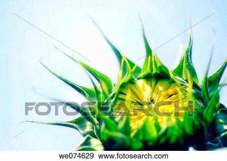 Stock Photo - Sunflower Bud. Helianthus annuus. August 2007, Maryland, USA. Fotosearch