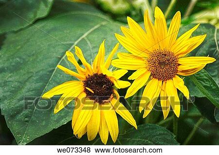 Sunflower Pair. Helianthus annuus. June 2007, Maryland, USA View Large Photo Image Stock Photo - Sunflower Pair. Helianthus annuus. June 2007, Maryland, USA. Fotosearch