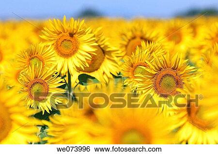 Sunflowers, Plateau de Valensole, Valensole, Provence, France View Large Photo Image Stock Photograph - Sunflowers, Plateau de Valensole, Valensole, Provence, France. Fotosearch
