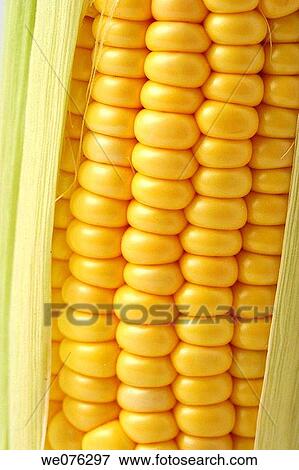 Sweet corn View Large Photo Image Stock Photo - Sweet corn. Fotosearch