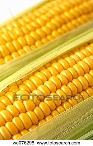 Sweet corn View Large Photo Image Stock Photo - Sweet corn. Fotosearch