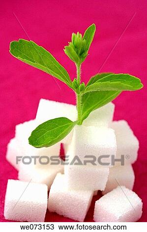 Sweetleaf (Stevia rebaudiana), its extracts have up to 300 times the sweetness of sugar so it is attractive as a natural sweetener to diabetics and others on carbohydrate-controlled diets View Large Photo Image Stock Image - Sweetleaf (Stevia rebaudiana), its extracts have up to 300 times the sweetness of sugar so it is attractive as a natural sweetener to diabetics and others on carbohydrate-controlled diets. Fotosearch