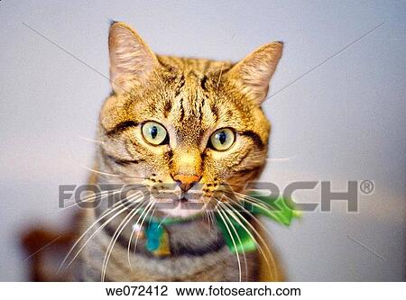 Tabby cat View Large Photo Image Stock Image - Tabby cat. Fotosearch