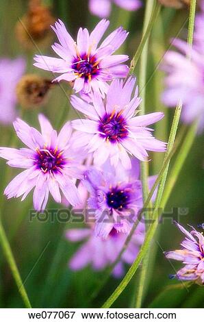 The Cupid's Darts. Catananche caerulea. April 2007, Maryland, USA View Large Photo Image Stock Photo - The Cupid's Darts. Catananche caerulea. April 2007, Maryland, USA. Fotosearch