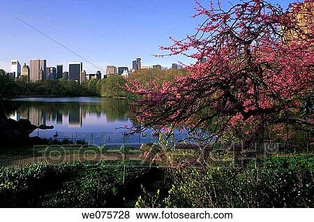 THE LAKE CENTRAL PARK. MIDTOWN SKYLINE. MANHATTAN NEW YORK. USA View Large Photo Image Stock Photo - THE LAKE CENTRAL PARK. MIDTOWN SKYLINE. MANHATTAN NEW YORK. USA. Fotosearch
