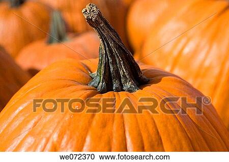 TOP OF PUMPKIN View Large Photo Image Stock Image - TOP OF PUMPKIN. Fotosearch