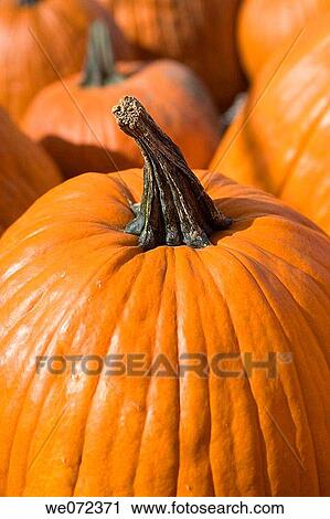 TOP OF PUMPKIN View Large Photo Image Stock Image - TOP OF PUMPKIN. Fotosearch