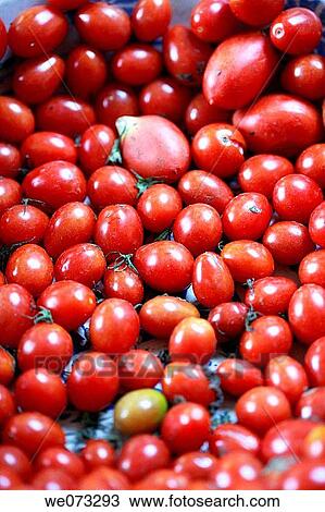 Tray full bright red plum tomatoes View Large Photo Image Stock Image - Tray full bright red plum tomatoes. Fotosearch