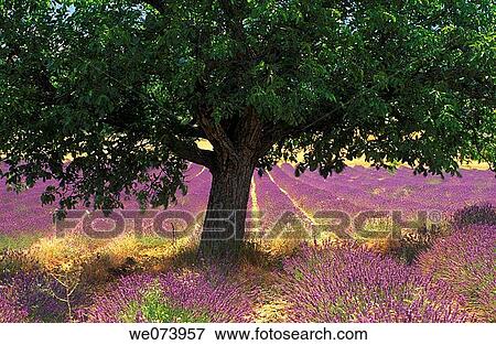 Tree in Lavender field, Plateau de Vaucluse, Sault, Provence, France View Large Photo Image Stock Photo - Tree in Lavender field, Plateau de Vaucluse, Sault, Provence, France. Fotosearch