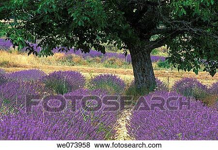 Stock Photo - Tree in Lavender field, Plateau de Vaucluse, Sault, Provence, France. Fotosearch