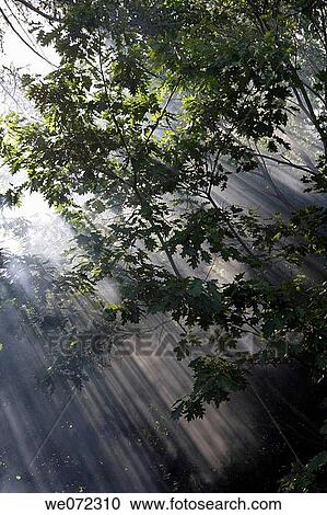 Stock Image - TREE IN MIST. Fotosearch