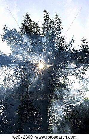 TREE IN MIST View Large Photo Image Stock Photo - TREE IN MIST. Fotosearch