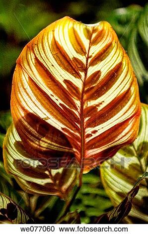 Tropical Leaf. Calathea makoyana, Maranta makoyana. April 2007, Maryland, USA View Large Photo Image Stock Image - Tropical Leaf. Calathea makoyana, Maranta makoyana. April 2007, Maryland, USA. Fotosearch