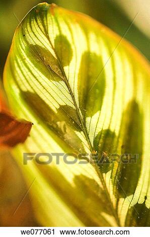 Tropical Leaf. Calathea makoyana, Maranta makoyana. April 2007, Maryland, USA View Large Photo Image Stock Image - Tropical Leaf. Calathea makoyana, Maranta makoyana. April 2007, Maryland, USA. Fotosearch