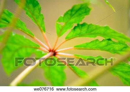 Tropical Schefflera Tree Leaf. November 2006, Maryland, USA View Large Photo Image Stock Photograph - Tropical Schefflera Tree Leaf. November 2006, Maryland, USA. Fotosearch