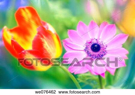 Tulip and Pink Anemone Poppy. Anemone coronaria and tulipa hybrid. April 2007, Maryland, USA View Large Photo Image Stock Image - Tulip and Pink Anemone Poppy. Anemone coronaria and tulipa hybrid. April 2007, Maryland, USA. Fotosearch