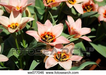 Tulip Blossom. Tulipa specie. April 2007, Maryland, USA View Large Photo Image Stock Photograph - Tulip Blossom. Tulipa specie. April 2007, Maryland, USA. Fotosearch
