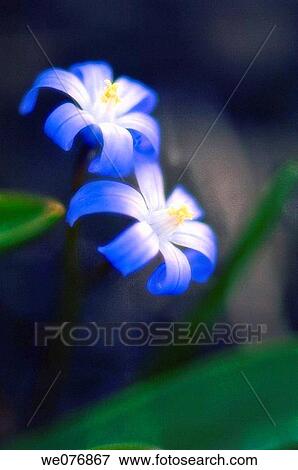 Stock Photo - Two Blue Scilla Flowers. Scilla siberica. March 2007, Maryland, USA. Fotosearch