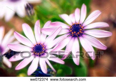 Two Dimorphotheca Blooms. Osteospermum hybrid. March 2007, Maryland, USA View Large Photo Image Picture - Two Dimorphotheca Blooms. Osteospermum hybrid. March 2007, Maryland, USA. Fotosearch