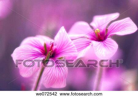 Two Geranium Blooms. Geranium? Madeira Storksbill?. Geranium maderensis. May 2007, Maryland, USA View Large Photo Image Stock Image - Two Geranium Blooms. Geranium? Madeira Storksbill?. Geranium maderensis. May 2007, Maryland, USA. Fotosearch