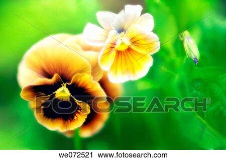 Two Pansy Flowers and a Bud. Viola x wottrockiana. June 2006, Maryland, USA View Large Photo Image Stock Image - Two Pansy Flowers and a Bud. Viola x wottrockiana. June 2006, Maryland, USA. Fotosearch