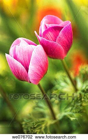 Two Pink Anemone Poppy Flowers about to Open. Anemone coronaria. April 2007, Maryland, USA View Large Photo Image Stock Image - Two Pink Anemone Poppy Flowers about to Open. Anemone coronaria. April 2007, Maryland, USA. Fotosearch