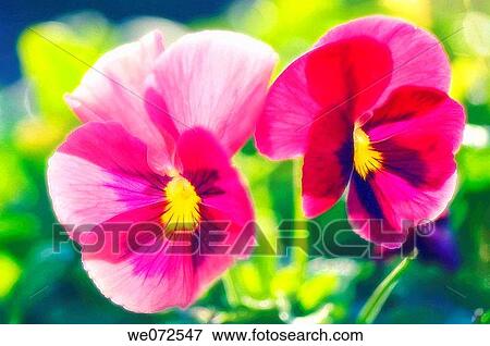 Two Pink Pansy Flowers. Viola x wittrockiana. May 2007, Maryland, USA View Large Photo Image Stock Photo - Two Pink Pansy Flowers. Viola x wittrockiana. May 2007, Maryland, USA. Fotosearch