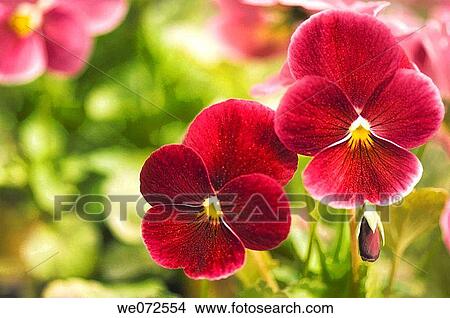 Two Red Pansies. Viola x wittrockiana. May 2007, Maryland, USA View Large Photo Image Picture - Two Red Pansies. Viola x wittrockiana. May 2007, Maryland, USA. Fotosearch