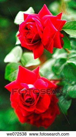 Stock Photo - Two Red Roses. Rosa hybrid. May 2006, Maryland, USA. Fotosearch